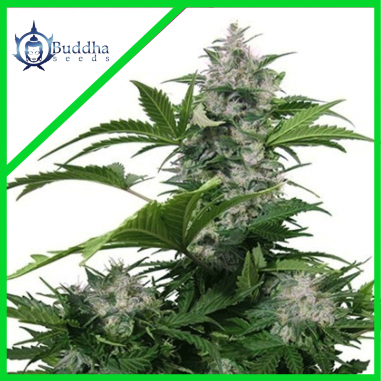 WHITE DWARF AUTO X3+1-BUDDHA SEEDS