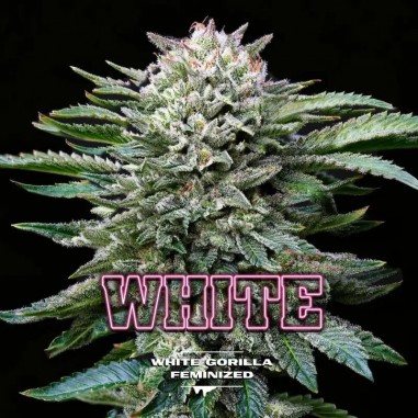 WHITE GORILLA FEM X2-BSF