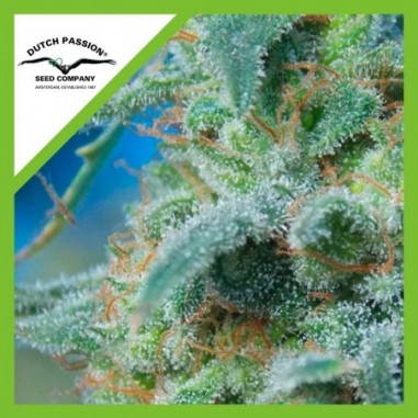 WHITE WIDOW AUTO X3-DUTCH PASSION