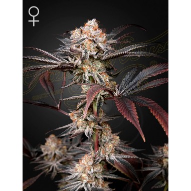 WONDER PIE FEM X3 -GREEN HOUSE